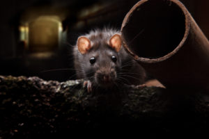 Black rat peeking from pipe in dark tunnel